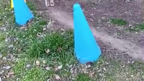 冬休み明けの山羊さん