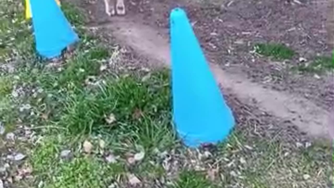 冬休み明けの山羊さん