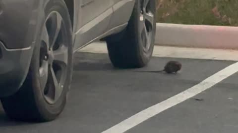 Rat Flips When Car Runs Over Its Tail
