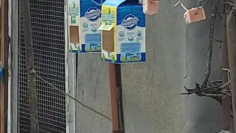 hAngry birds