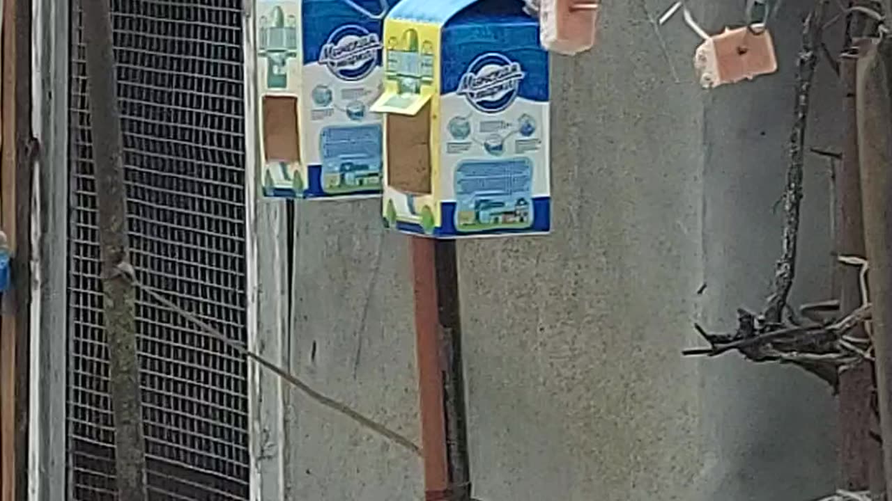 hAngry birds
