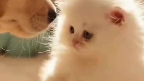 🐶🐱 This Puppy and Kitten Moment Is Too Pure for the Internet 🥹💖