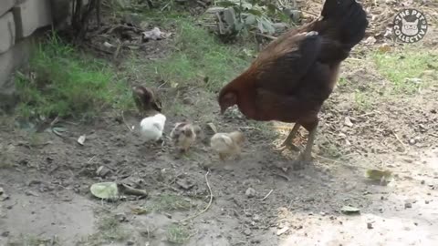 Basic Chickens | Funny Chicken Video Compilation