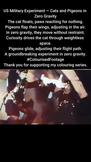 US Military Test — Cats and Pigeons in Zero Gravity #ColourisedHistory