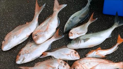 Snapper fishing trip raglan NZ