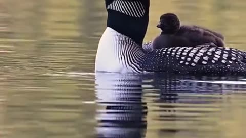 10 best Bird sound USA