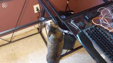Hilarious cat viral videos montage shows the ultimate cat compilation