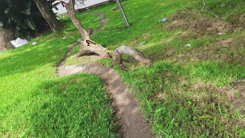Trees of the Forest