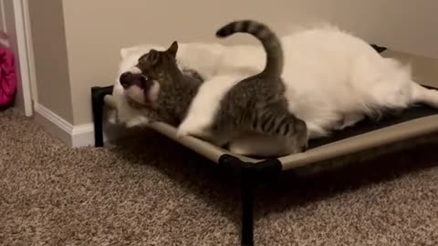 Cats and Dogs: A Domestic Drama with a Predictable Ending