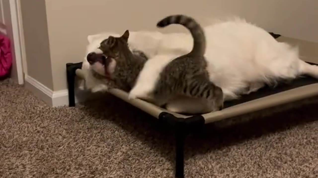 Cats and Dogs: A Domestic Drama with a Predictable Ending