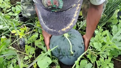 Harvesting Watermelons from My Own Garden | Fresh and Juicy- Part 1
