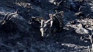 Spain grapples with fallout of fierce wildfires as climate warms