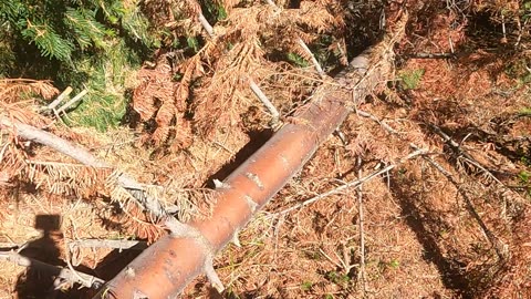 Prime Bigfoot Evidence - top of tree impaled into forest road spur as territorial marker