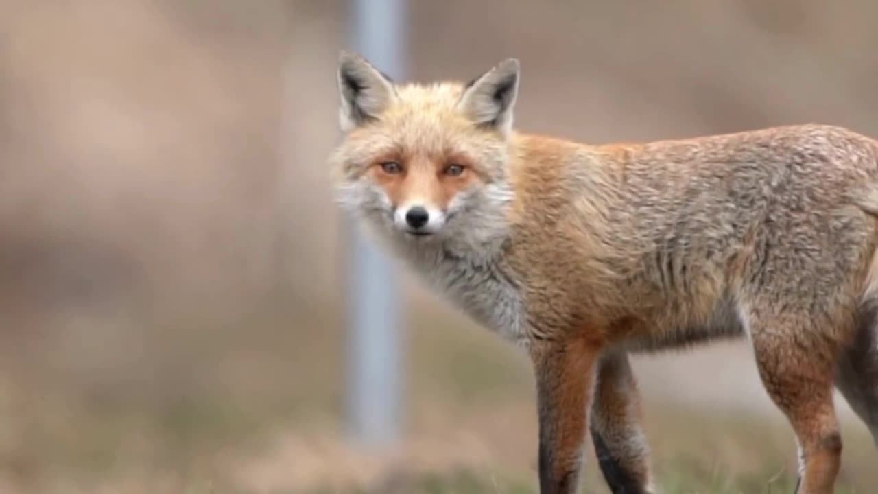 Explore the Wild in Stunning 4K Ultra HD #animalvideo #wildadventure #animals #Amazon