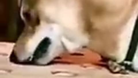dogs