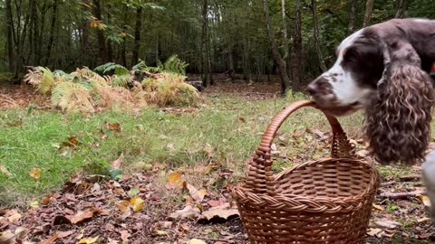 Spaniel Takes Collie's Collected Chestnuts