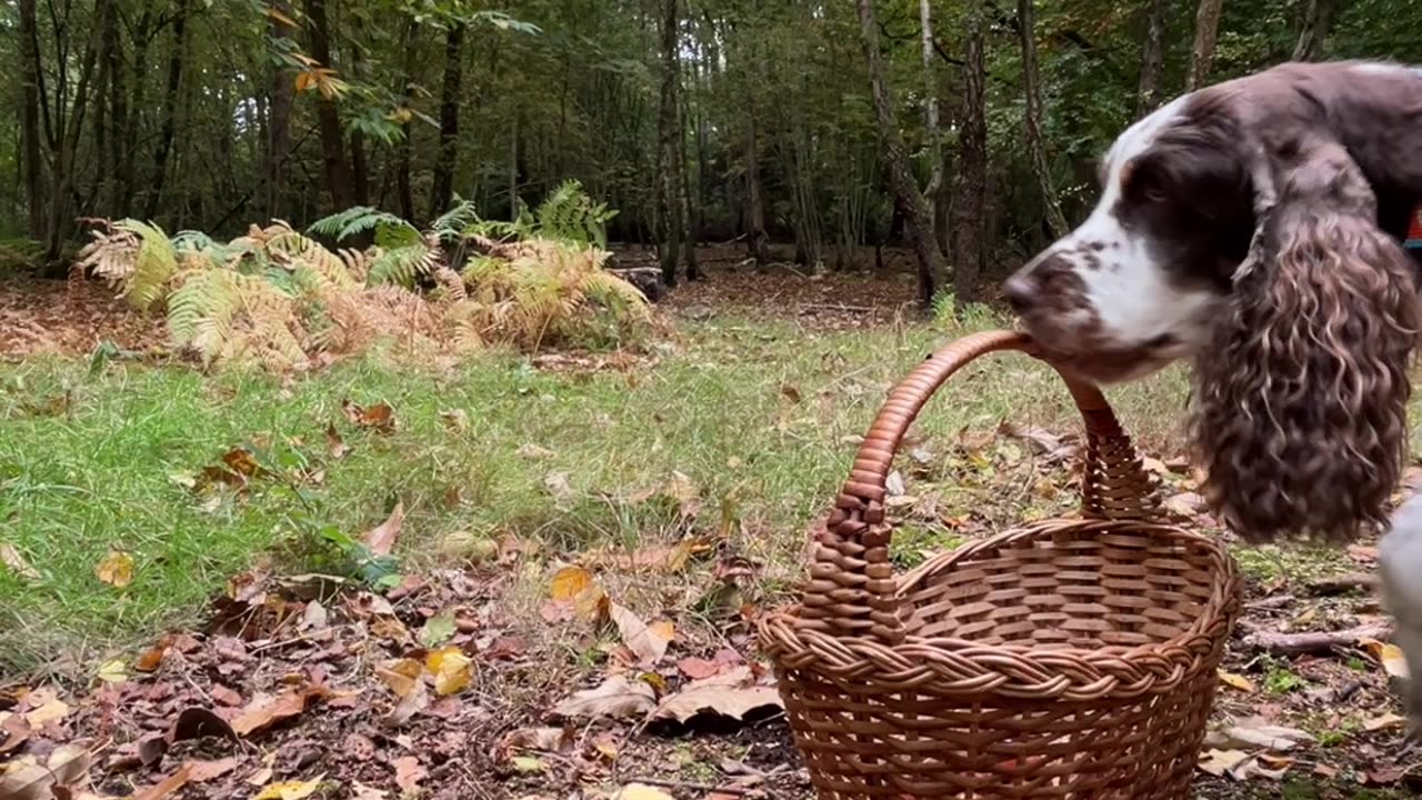 Spaniel Takes Collie's Collected Chestnuts