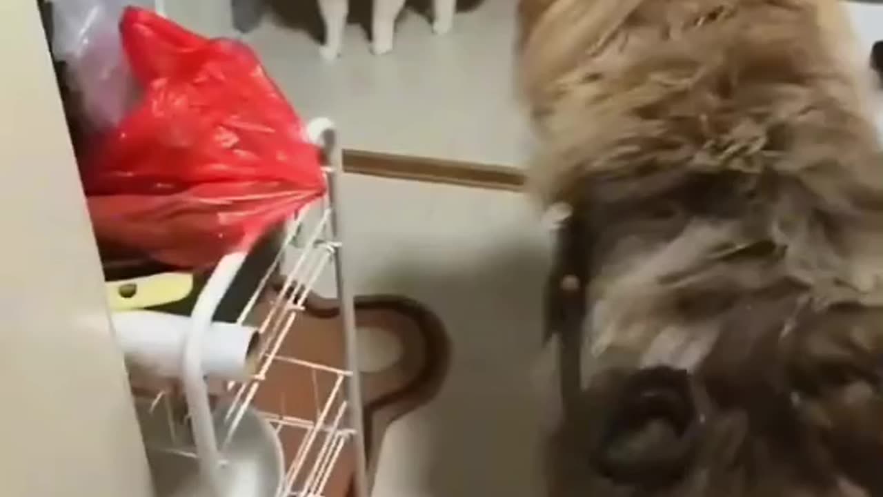 Cat Angry On Your Child || Cat Lover || Cats Children || Cat's angry