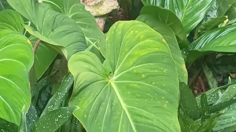 20.9.2025 Out of Control Kuranda