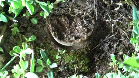 Trapdoor Spider Invites In All Door Knockers