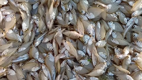 Start a Lucrative Fish Business in 2025 with These Expert Tips