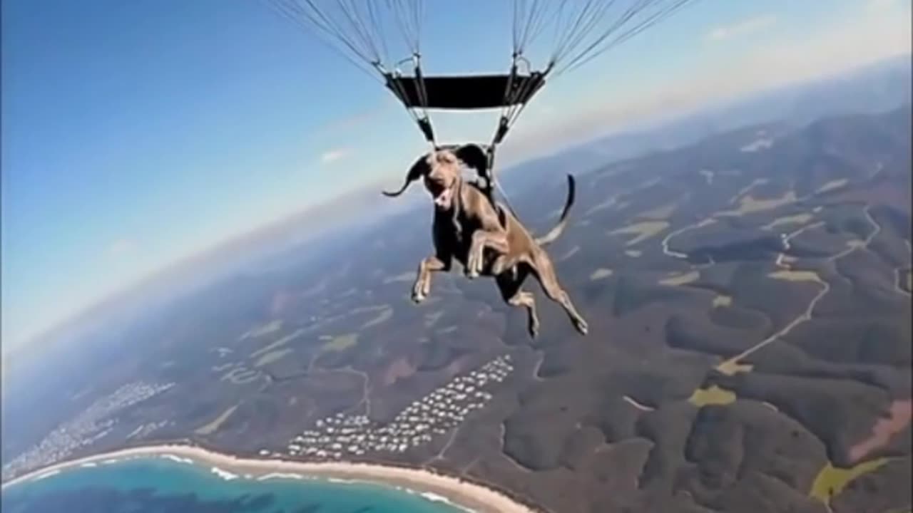 🐶 Patricio Ramírez