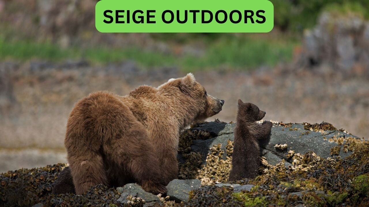 Katmai National Park Bear Feeding Live Stream!