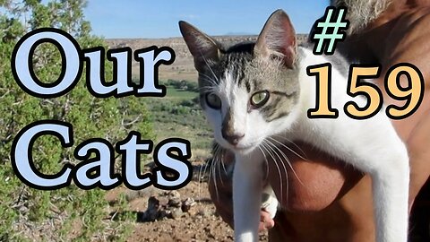 Our Cats #159 - Short Clip - Panqueeñou Sits Up High On Cliff