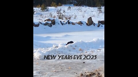 New Year's Eve 2025. Will she see her shadow? What does it mean? #maine #cat #winter #2025