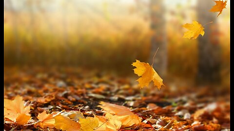 Philippians 4:1-7 "Peace, with Thanksgiving"