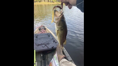 New lizard lure works Great with Texas Rig. Nice!