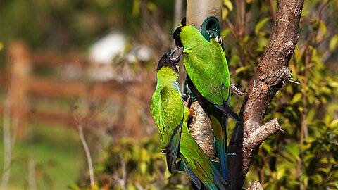 Nanday Parakeets' Feeder Frenzy at Celery Fields!