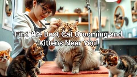 Find the Best Cat grooming near me | Kittens Near You