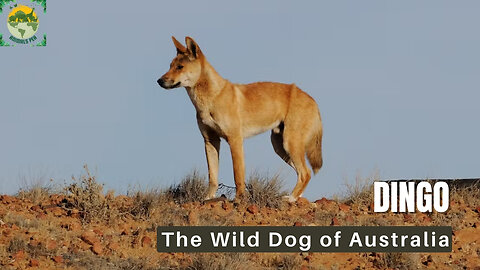 Is A Dingo the Same as A Wild Dog? | ANIMALS PEA