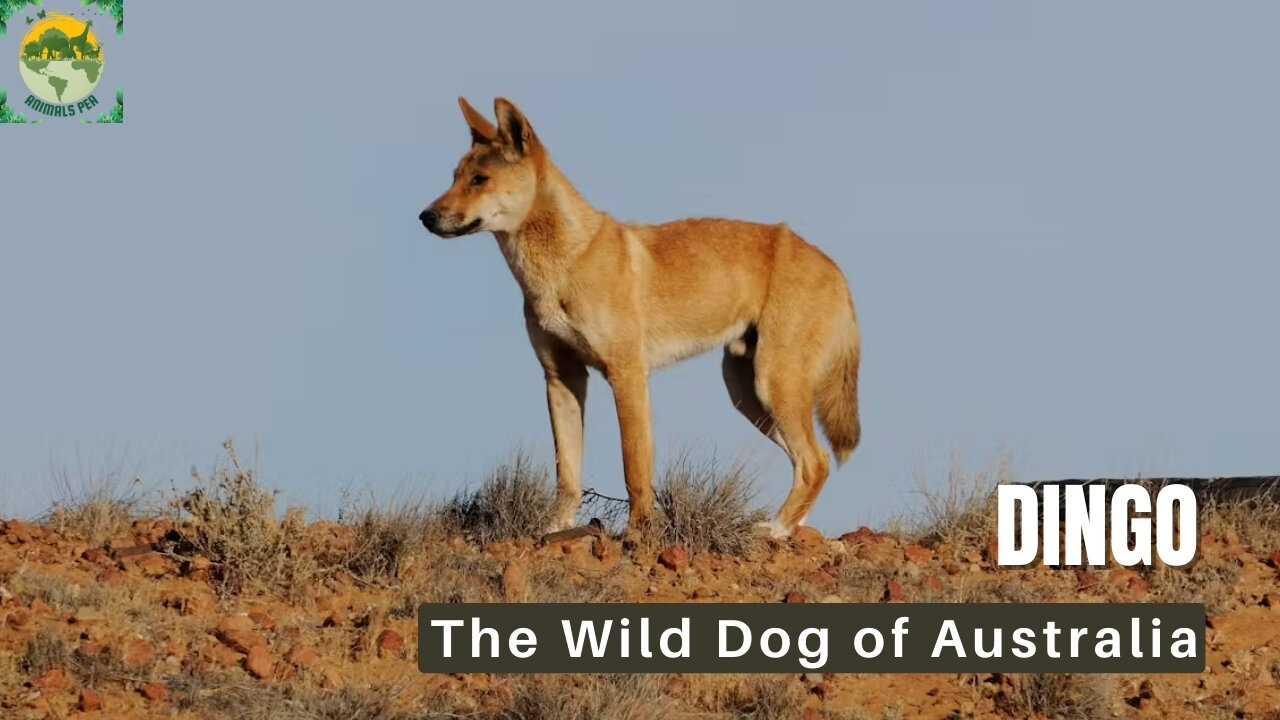 Is A Dingo the Same as A Wild Dog? | ANIMALS PEA