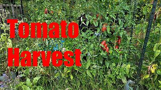 September Tomato Harvest