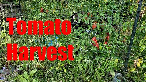 September Tomato Harvest