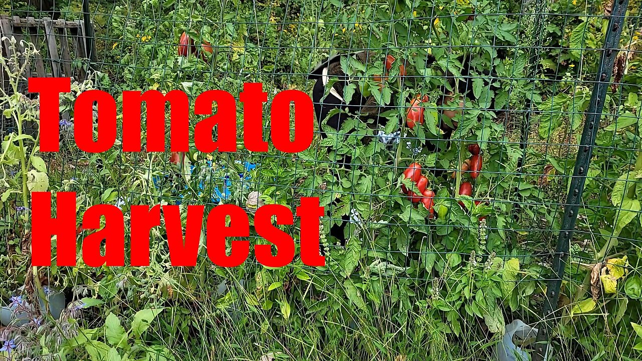 September Tomato Harvest