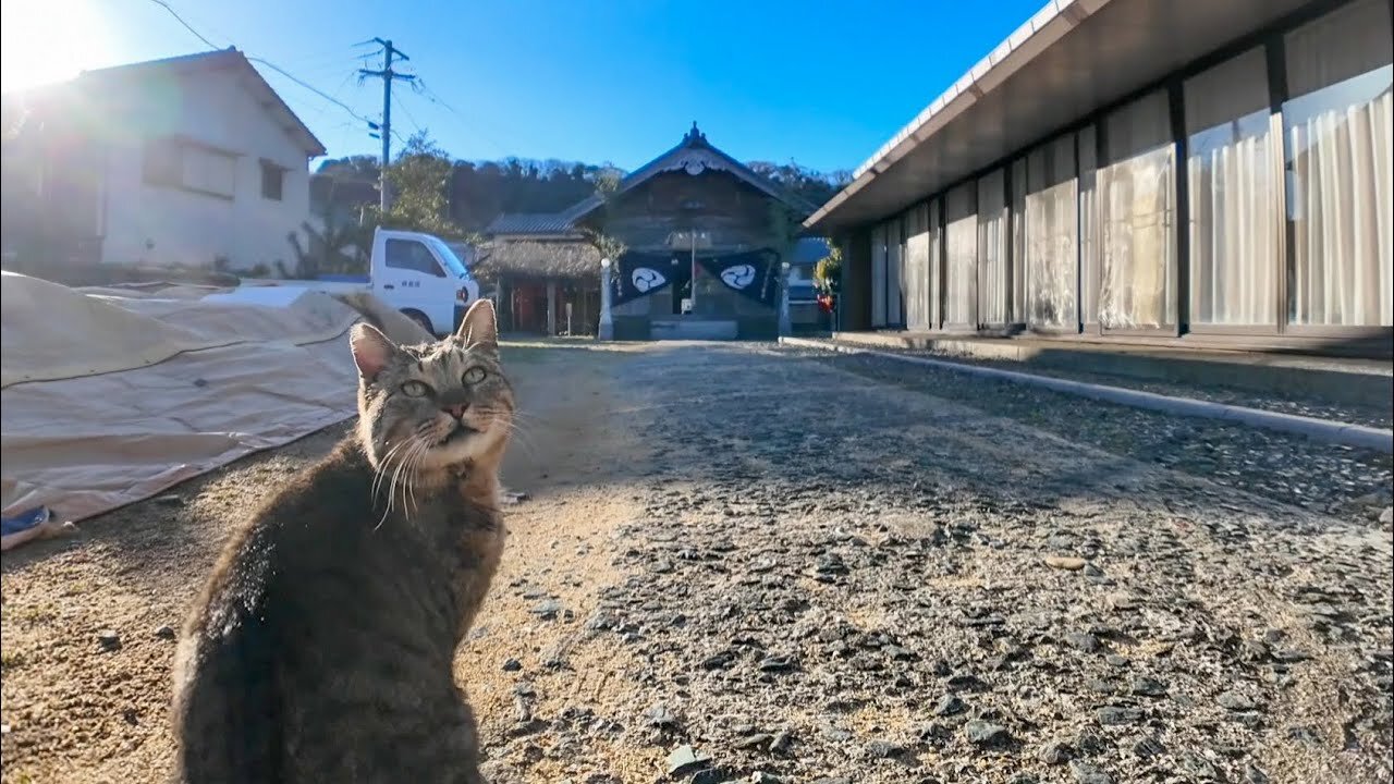 New Year's visit to the shrine on Cat Island with the cat I met