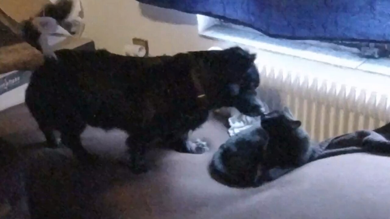 Kotě Žužu a Montík - Nové hračky a pelíšek {CZ}