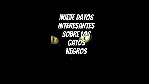 Datos interesantes sobre gatos negros