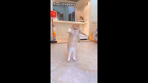 Cat jump rope