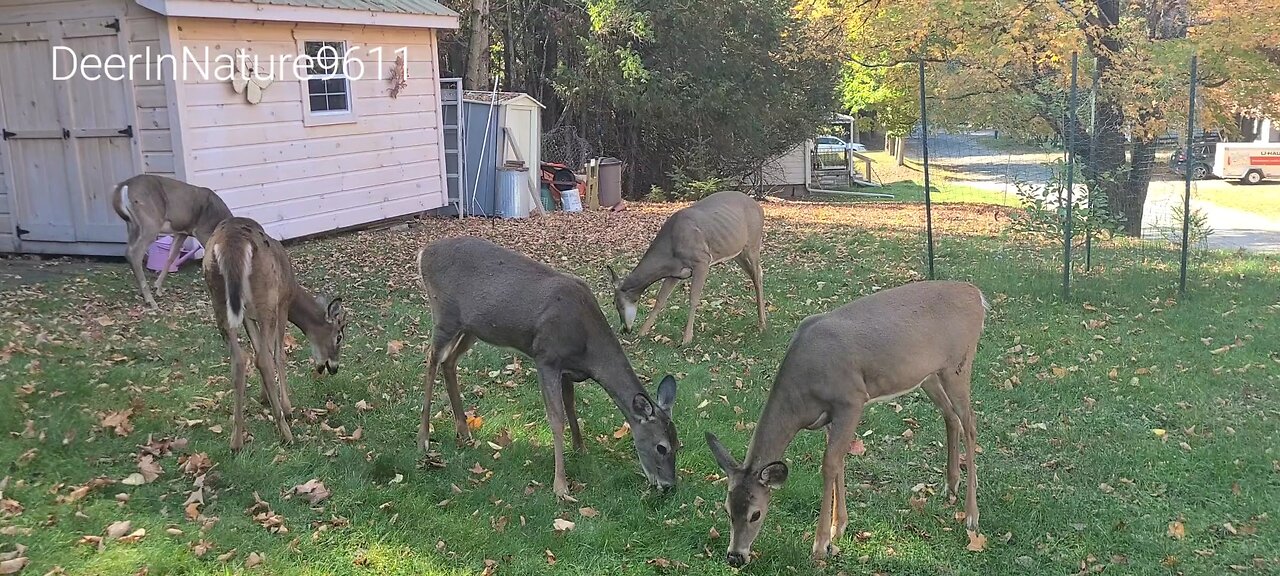 Deer eating apples