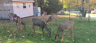 Deer eating apples