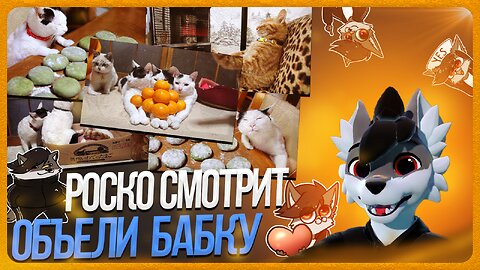 🐺 Роско смотрит видосы с котиками 🐱 | ЧАСТЬ 5 + Сашими из сома🐟