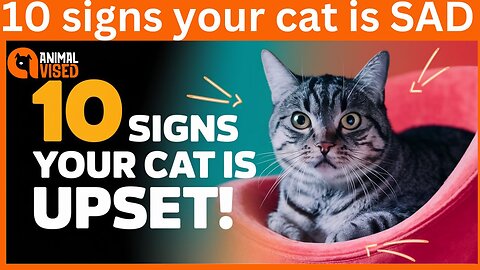 10 Signs Your Cat Is SAD