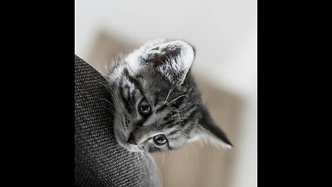 The cat that everyone was amazed to see