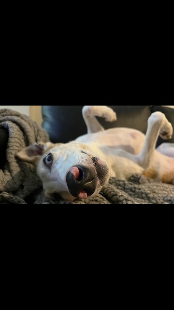 Dogs reaction to her spot on the sofa being taken is hilarious