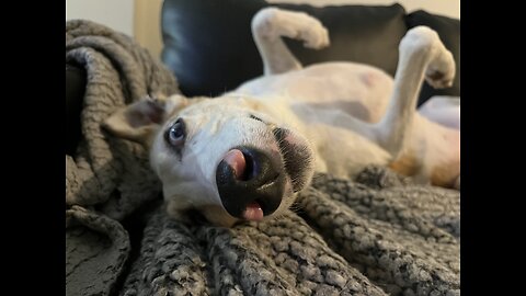 Dogs reaction to her spot on the sofa being taken is hilarious