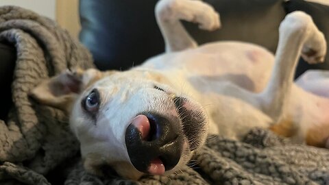 Dogs reaction to her spot on the sofa being taken is hilarious